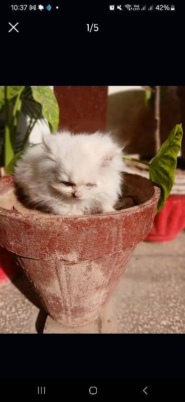 Persian Cat 0