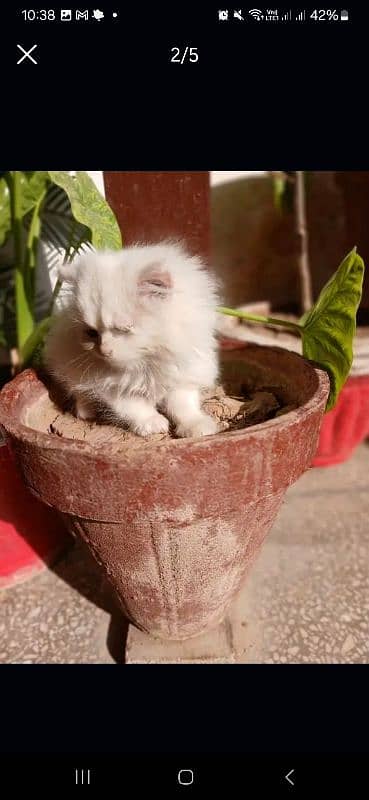 Persian Cat 1