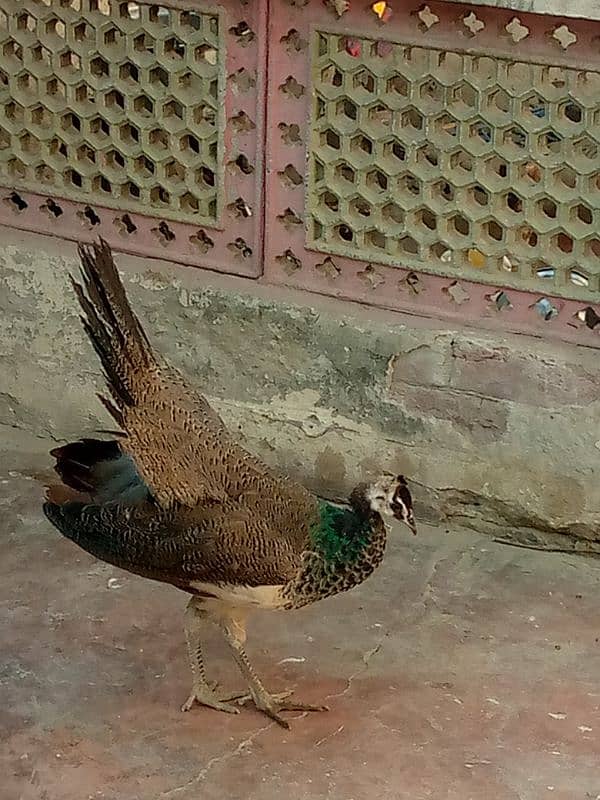 Peacock For Sale  * BLACK SHOULDER  * BLUE SHOULDER  * WHITE 3