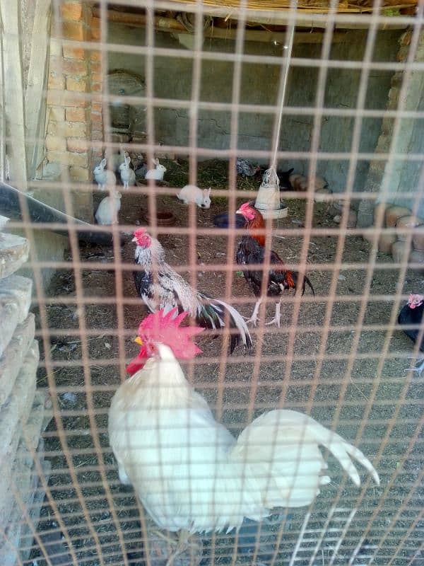 aseel brader male for sale 3