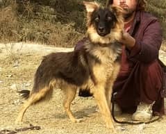 available German Shepherd |  long coated