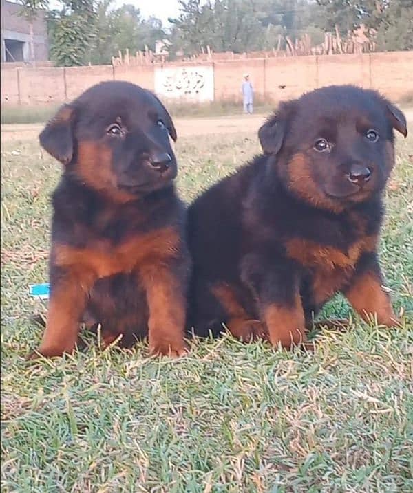 German Shepherd double coat edit pair 2 month available for sale 0