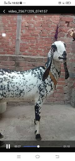 ek adad bakri for sale