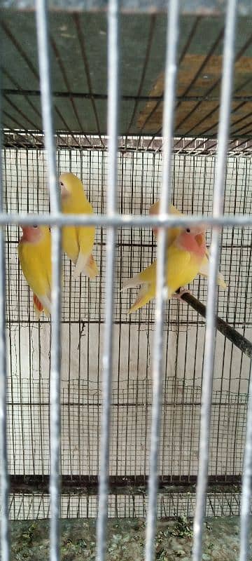 urgent sale home bread Lutino chicks 0