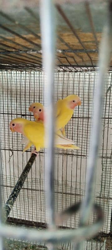 urgent sale home bread Lutino chicks 1