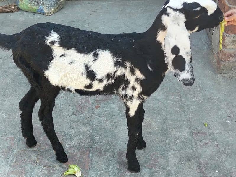 2 bakri for sale 8