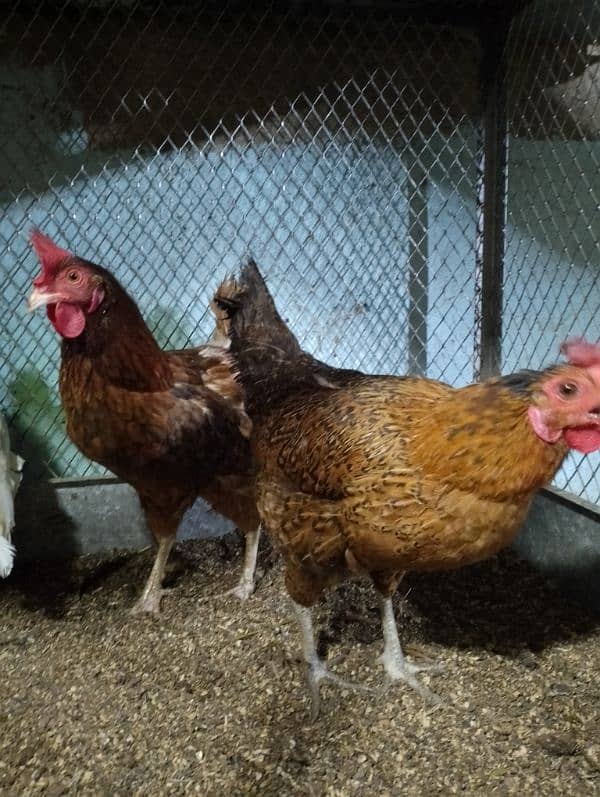 dashi misri hens 6 pec available 0