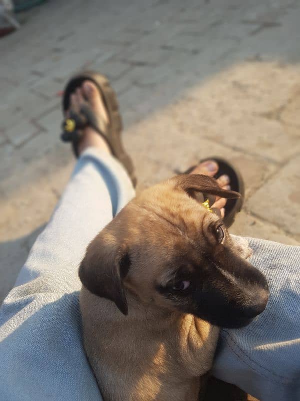 English Mastiff Puppy 0