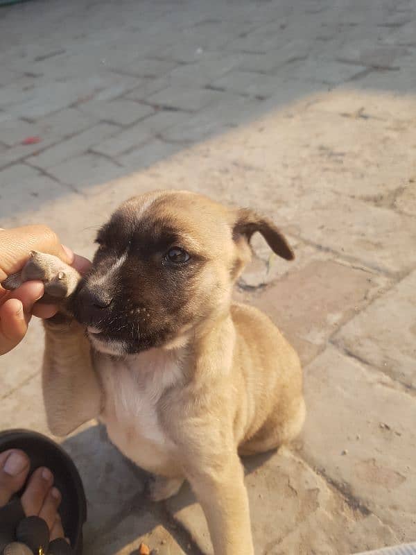 English Mastiff Puppy 1