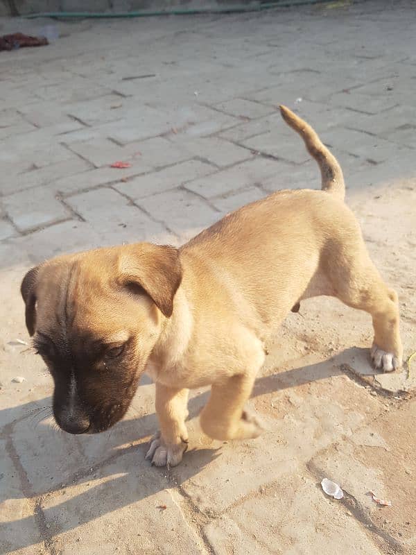 English Mastiff Puppy 2