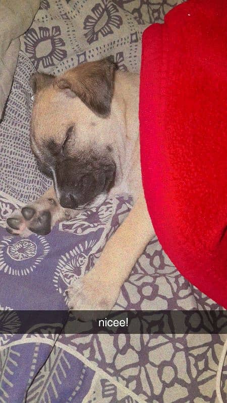 English Mastiff Puppy 4