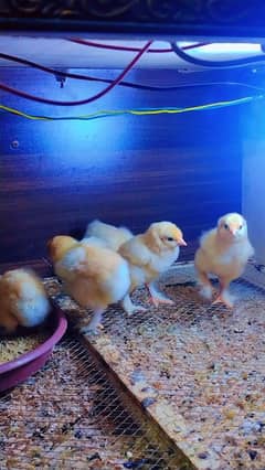 golden heavy buff and black polish chicks