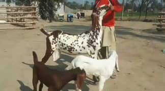 Desi Bakri 2 Bacchon Ka Sath For Sale Call On 0318,4661884