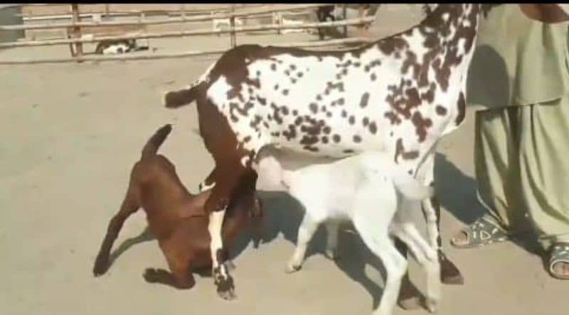 Desi Bakri 2 Bacchon Ka Sath For Sale Call On 0318,4661884 1