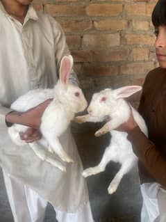 Adult Rabbits for sale