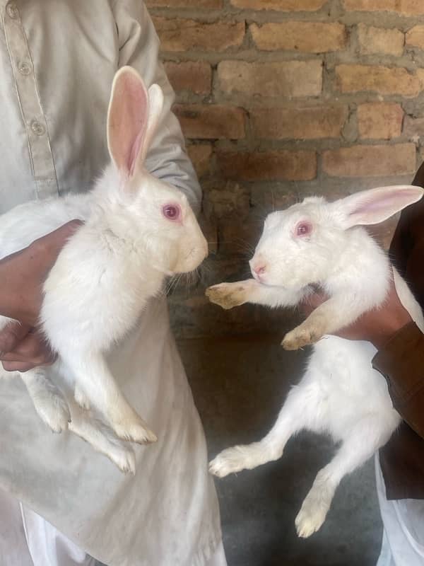 Adult Rabbits for sale 1