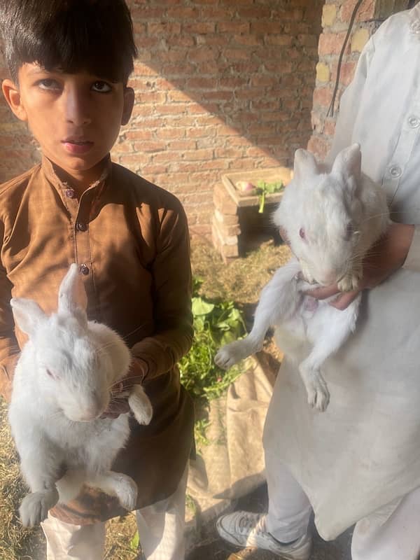 Adult Rabbits for sale 5