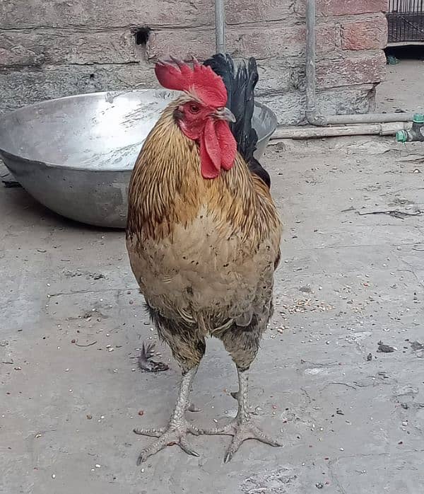 Big hen best in the market 2