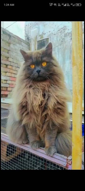 Persian cat male 1