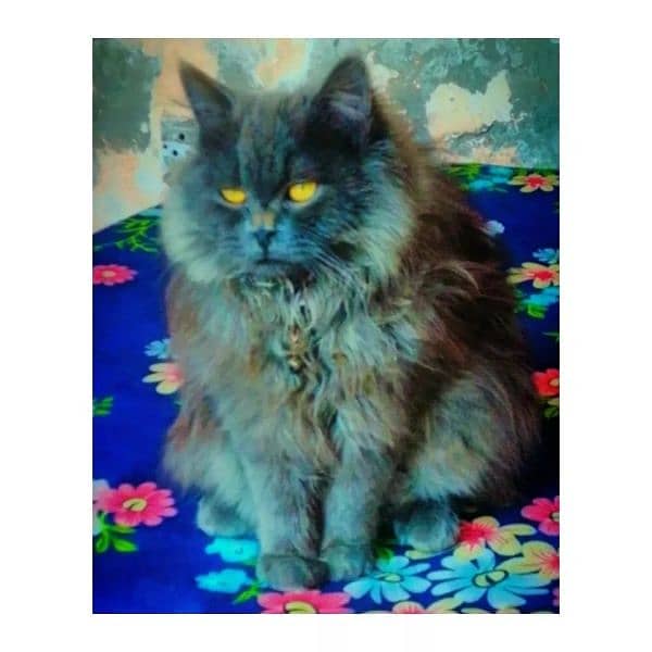 Persian cat male 2