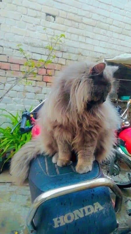 Persian cat male 3