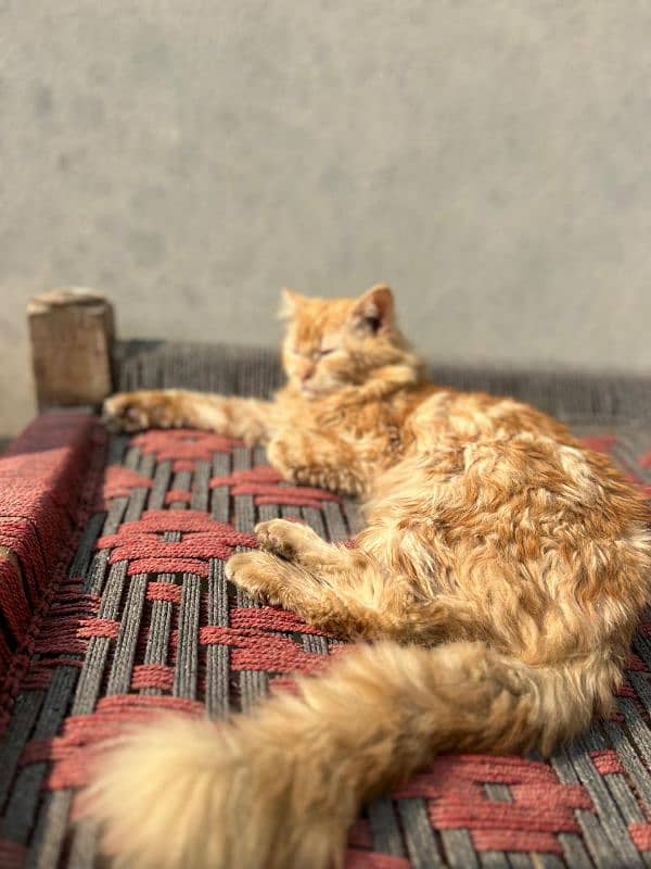 persian cat male 3