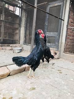 Black King OH Shamo Females (price per piece) for sale Egg laying