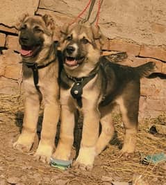 Alabai dog | King Alabai pair | security dog for sale | Alabai Breed