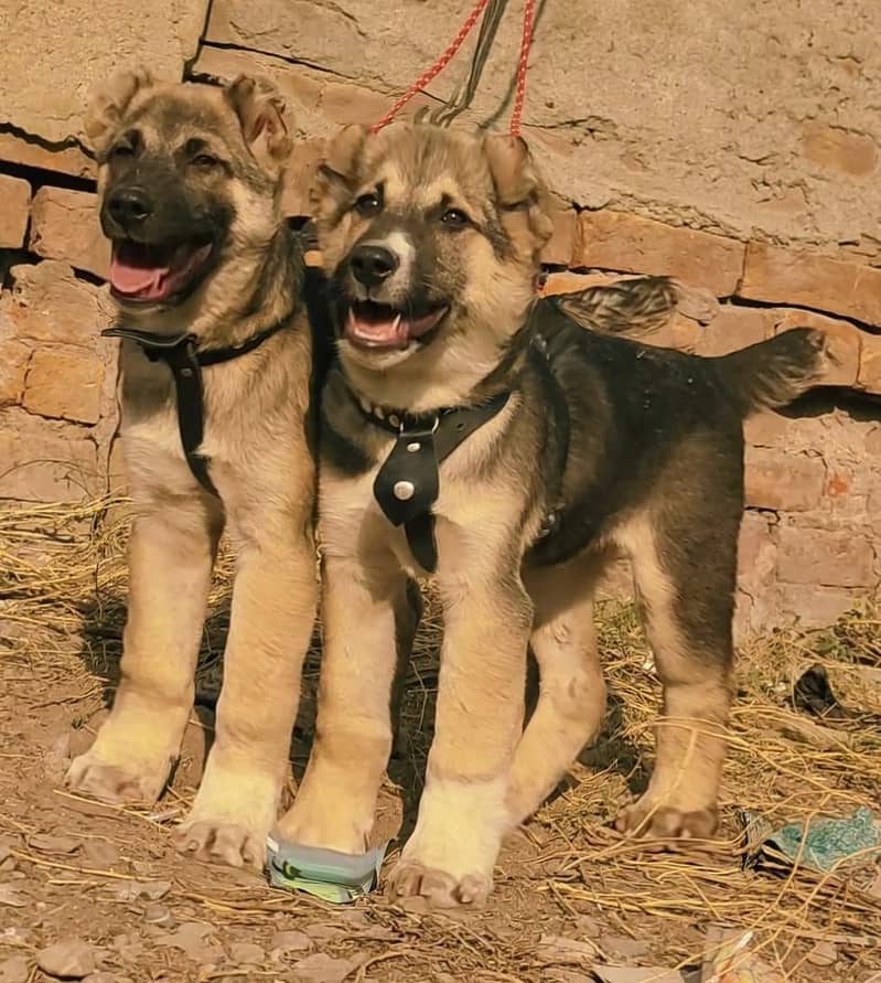 Alabai dog | King Alabai pair | security dog for sale | Alabai Breed 0