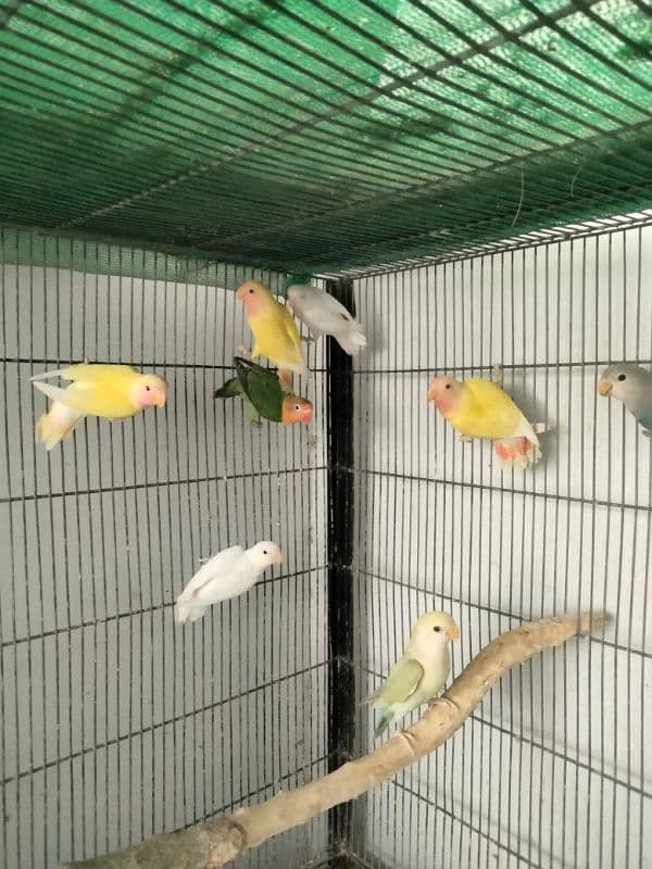 love bird, albino 5