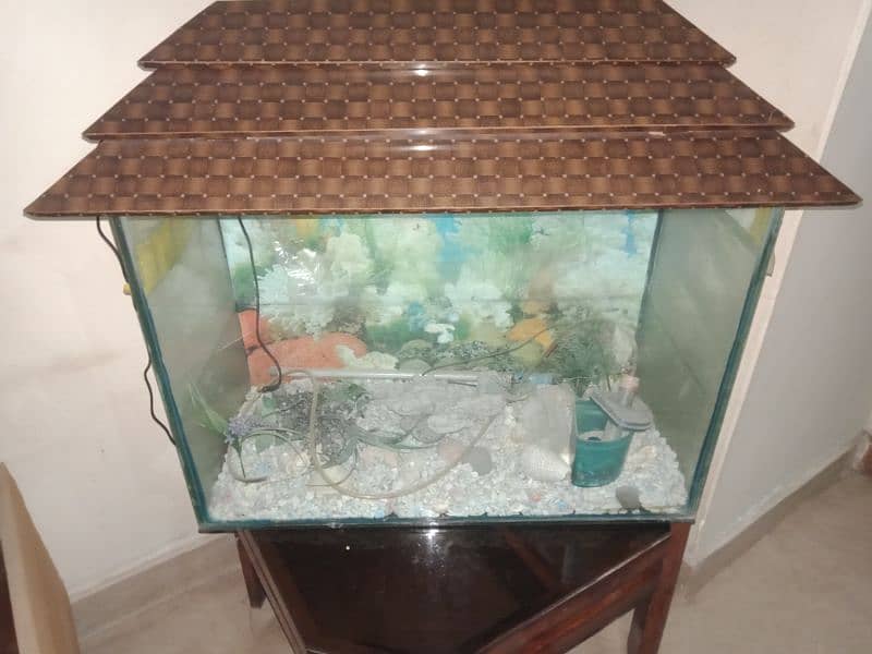 Fish Aquarium 0