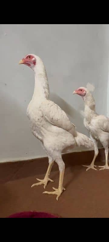 Top Quality white shamo females 5