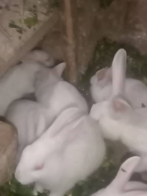 Baby Rabbits 1