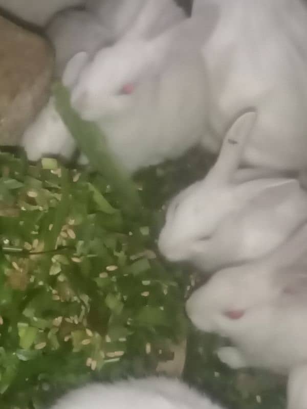 Baby Rabbits 3