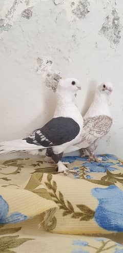 sentinent pair. . male modify may hai or female classic