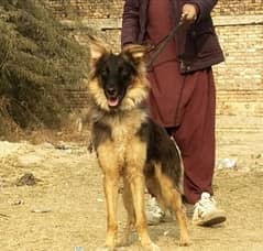 German Shepherd | long coated female