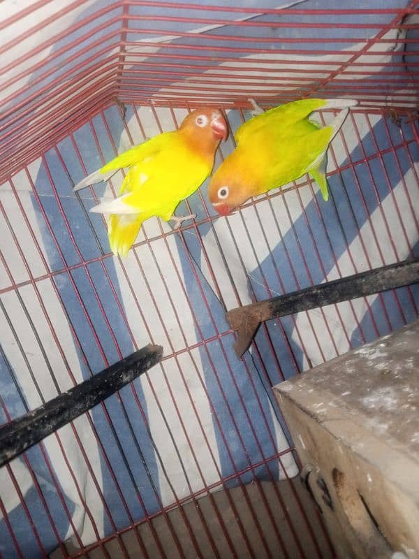 Love Birds 2