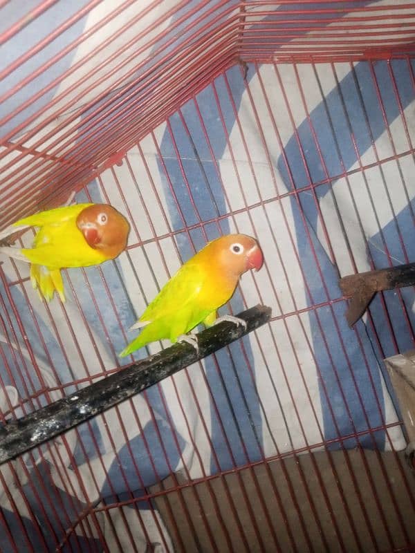 Love Birds 3