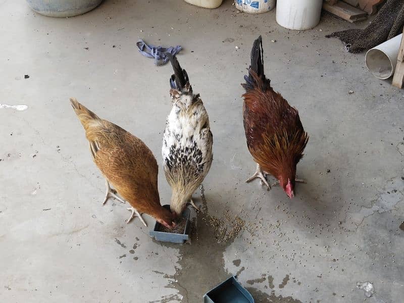 Misri Murga or 2 murgi (hen & cock) 1