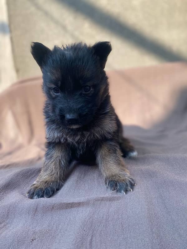 GSD BlackTan German Shepherd Puppies For Sale 0