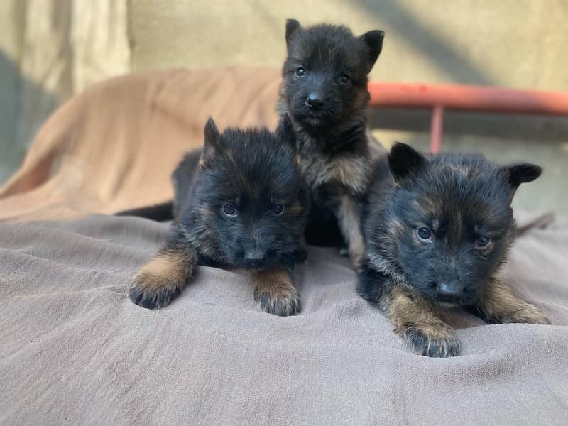 GSD BlackTan German Shepherd Puppies For Sale 1