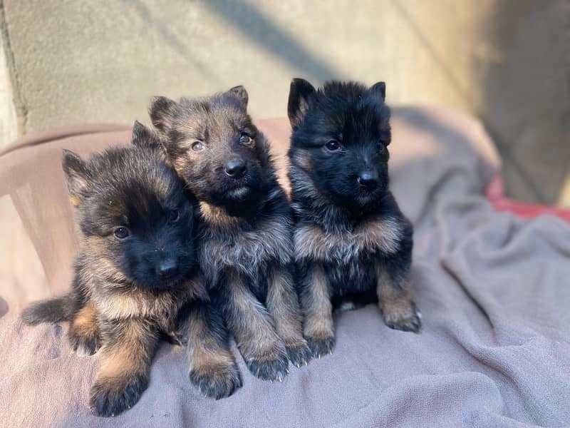 GSD BlackTan German Shepherd Puppies For Sale 2