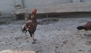 pure Aseel hens pair |male|female|