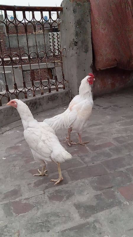 Mashallah high quality White Heera Pair And his chicks 0