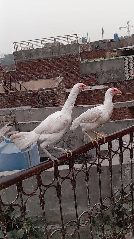 Mashallah high quality White Heera Pair And his chicks 1