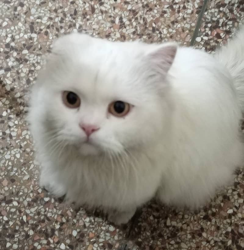 Persian Male Cat | 2 Years+ Age | Breeder 0