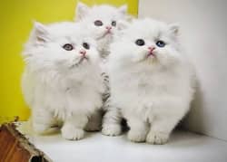 Persian kittens 03367222746