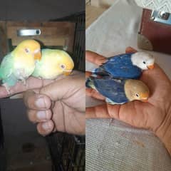 All mix love birds self chick fir sale