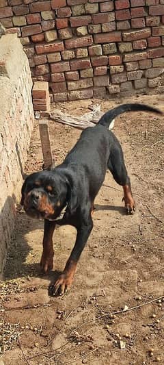 Female Rottweiler One Month pregnant