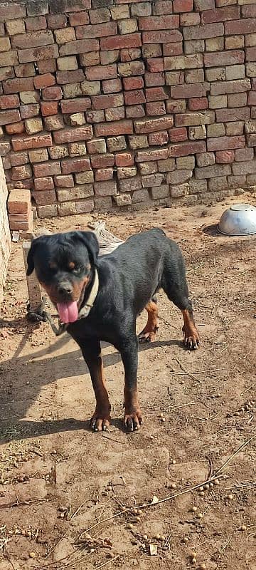 Female Rottweiler One Month pregnant 1